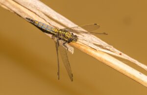 リスキリングに最適な営業の男性向けおすすめ講座は？