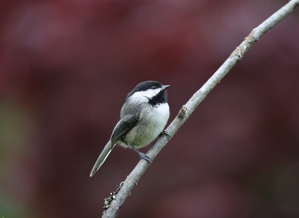 ガクチカの社会人版の作り方は営業でどう活かせる？