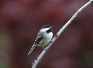 ガクチカの社会人版の作り方は営業でどう活かせる？