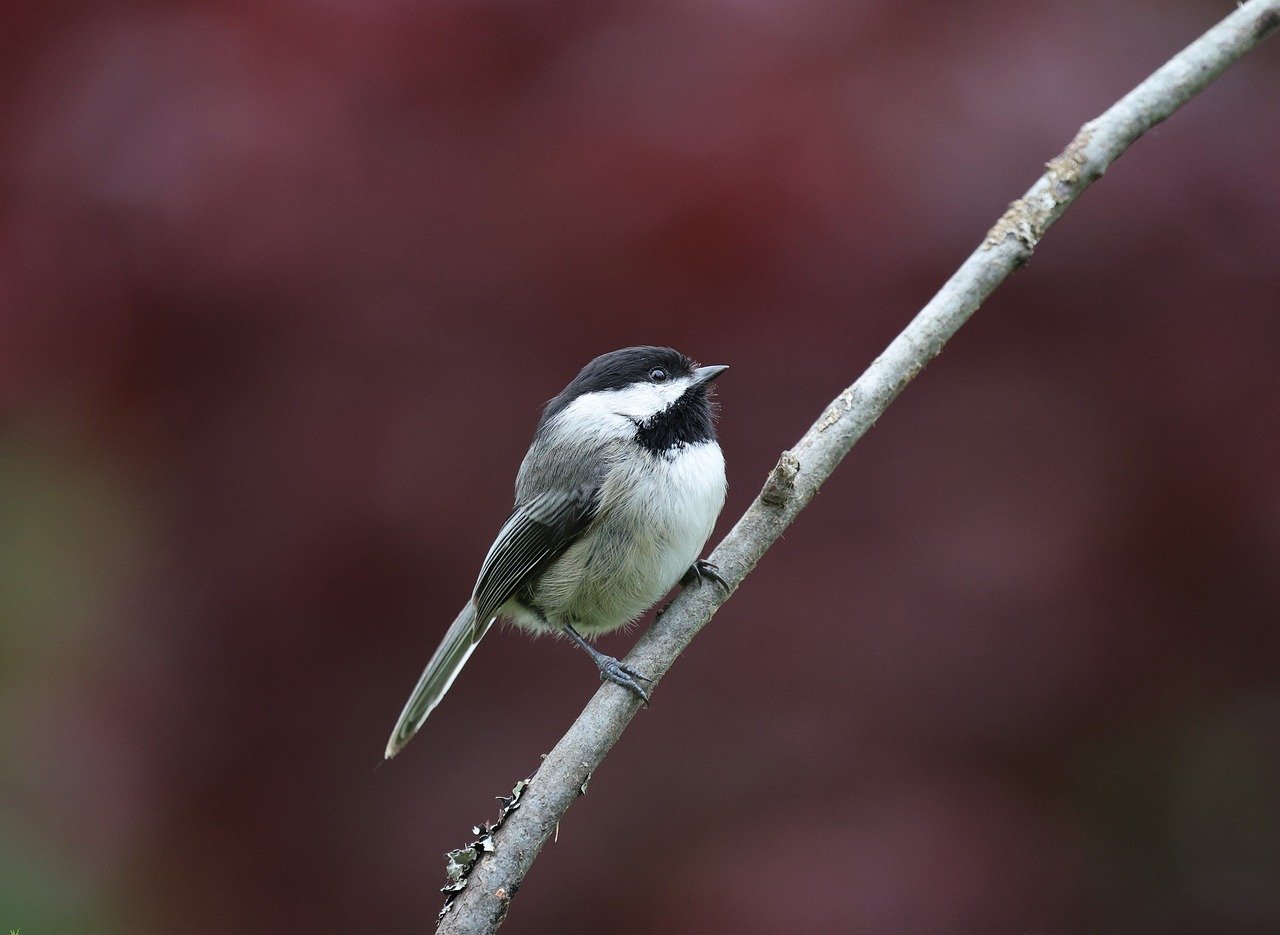ガクチカの社会人版の作り方は営業でどう活かせる？